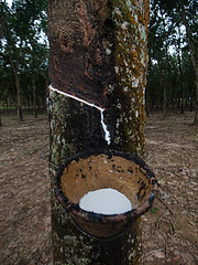 Image showing Rubber tree plantation