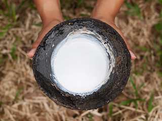 Image showing Rubber tree plantation