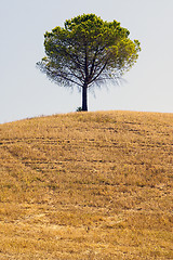 Image showing tree in the countryside of Apulia