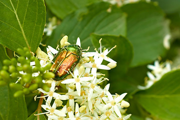 Image showing Green beetle on the flowering plants