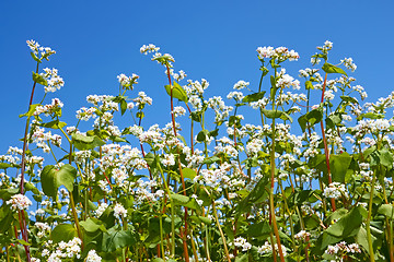 Image showing Flowering buckwheat plants