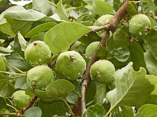 Image showing Small green apples fruit on the branch
