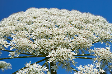 Image showing Giant Hogweed flowering