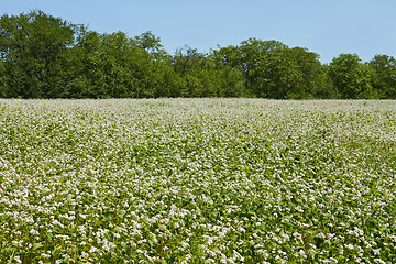 Image showing Flowering buckwheat field