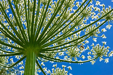 Image showing Giant Hogweed (heracleum sphondylium) from below