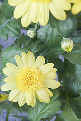 Image showing House plants with yellow flowers and buds