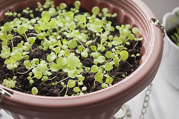 Image showing Seedlings of flowers