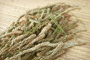 Image showing Dried shoots of pine trees