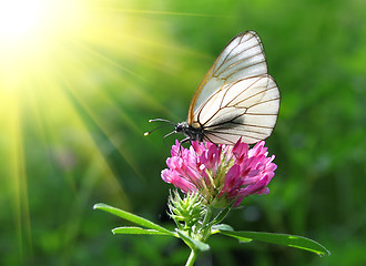 Image showing beautiful butterfly