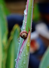 Image showing garden snail