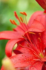 Image showing red lilly flowers