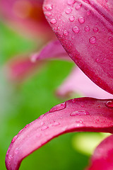 Image showing pink lilly flower with water drops