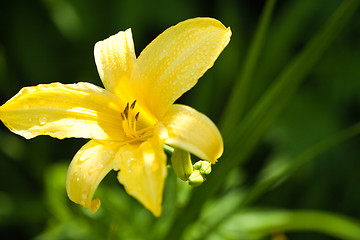 Image showing yellow lily flower 