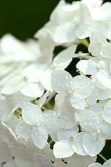 Image showing white hydrangea 