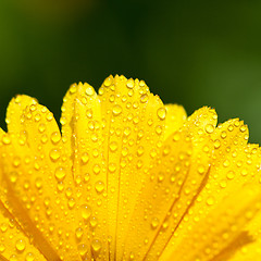 Image showing yellow gerber petals 