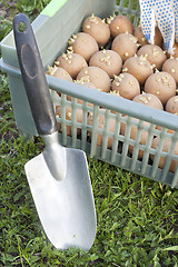 Image showing The box with the of seed potatoes and a scoop