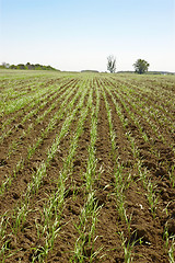 Image showing Shoots of wheat in a small field 