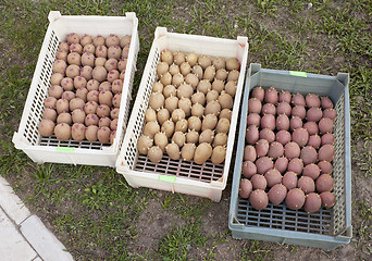 Image showing Three boxes with of seed potatoes