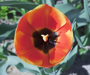 Image showing One tulip flower