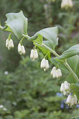 Image showing Flowers bush in the garden in summer