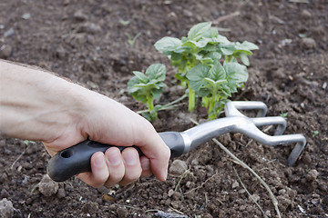 Image showing Tool in the hand of a market gardener