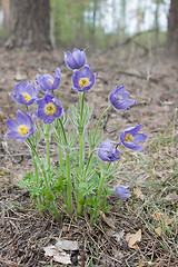 Image showing Violet snowdrops bloom in spring