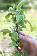 Image showing Young columnar apple tree