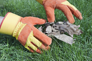 Image showing Work gloves are used for lawn care