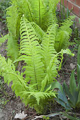 Image showing Fern growing in a garden