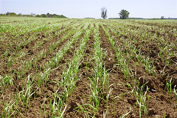 Image showing Shoots of wheat in a small field 