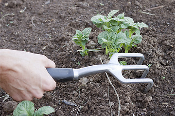 Image showing Tool in the hand of a market gardener