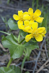 Image showing Marsh marigold blossoms in April