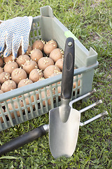 Image showing The box with the of seed potato