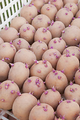 Image showing One boxes with of seed potatoes