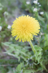 Image showing A lone yellow flower