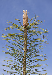 Image showing Young shoots of pine