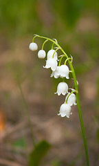 Image showing Flower lily of the valley in a forest glade