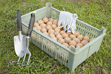 Image showing The box with the of seed potatoes and garden tool