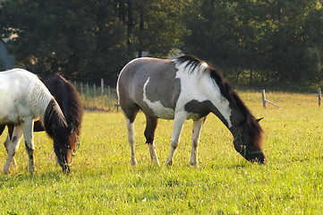 Image showing Horses