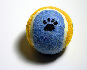 Image showing Tennis Paw Ball