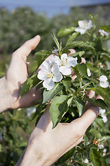 Image showing Hands of the gardener and the flowers of apple trees