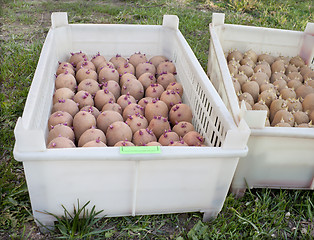 Image showing Two boxes with of seed potatoes