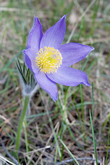 Image showing Snowdrop bloom in spring