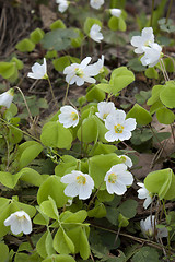 Image showing White delicate forest flower