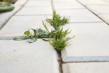 Image showing Grass grows on concrete pavement