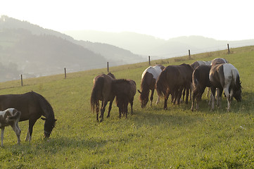 Image showing Horses