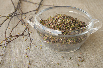 Image showing Birch buds, collected in the spring 