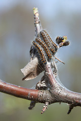 Image showing Caterpillars of butterflies of urticaria