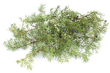 Image showing Juniper twig and berries