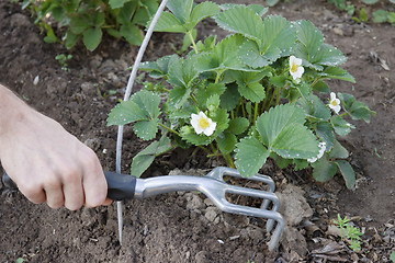 Image showing Tool in the hand of a market gardener